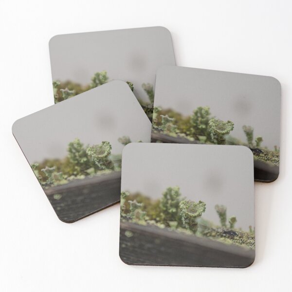 Item preview, Pebbled cup lichen designed and sold by Calidris Fotografie Steffi & Ben Köppler.