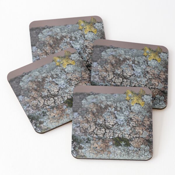 Item preview, Lichen designed and sold by Calidris Fotografie Steffi & Ben Köppler.