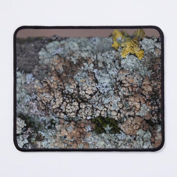 Item preview, Lichen designed and sold by Calidris Fotografie Steffi & Ben Köppler.