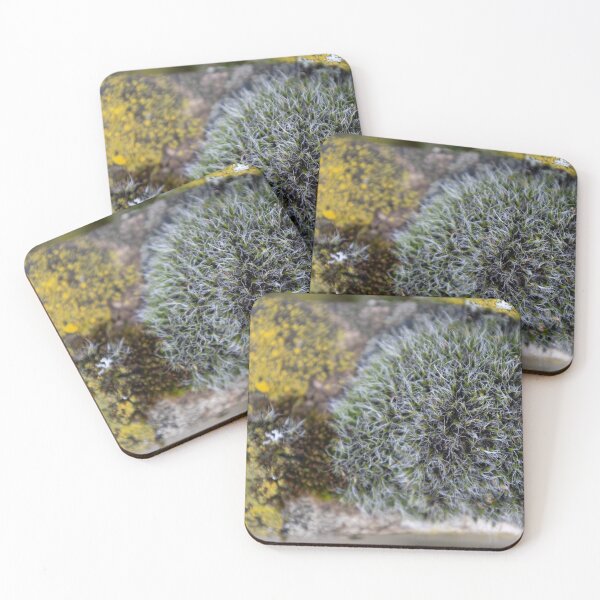 Item preview, Common orange lichen designed and sold by Calidris Fotografie Steffi & Ben Köppler.