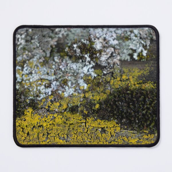 Item preview, Common orange lichen designed and sold by Calidris Fotografie Steffi & Ben Köppler.