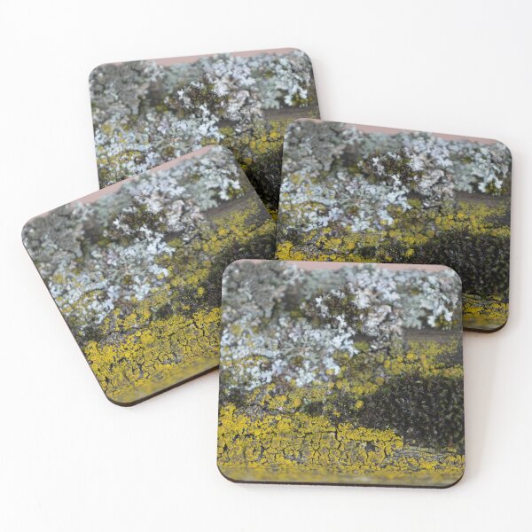 Item preview, Common orange lichen designed and sold by Calidris Fotografie Steffi & Ben Köppler.