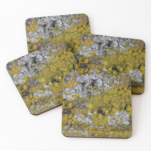 Item preview, Common orange lichen designed and sold by Calidris Fotografie Steffi & Ben Köppler.