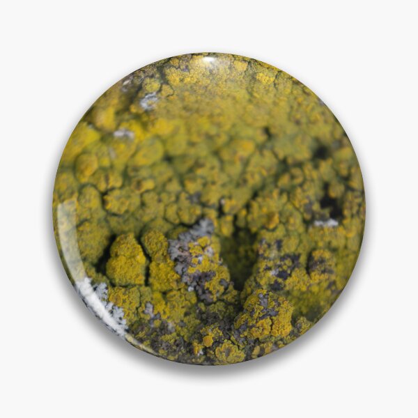 Item preview, Common orange lichen designed and sold by Calidris Fotografie Steffi & Ben Köppler.