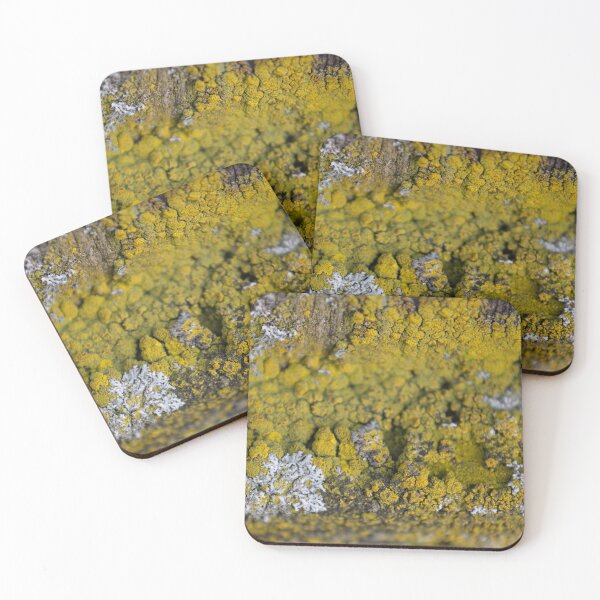 Item preview, Common orange lichen designed and sold by Calidris Fotografie Steffi & Ben Köppler.