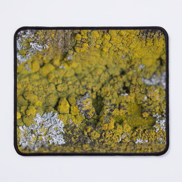 Item preview, Common orange lichen designed and sold by Calidris Fotografie Steffi & Ben Köppler.