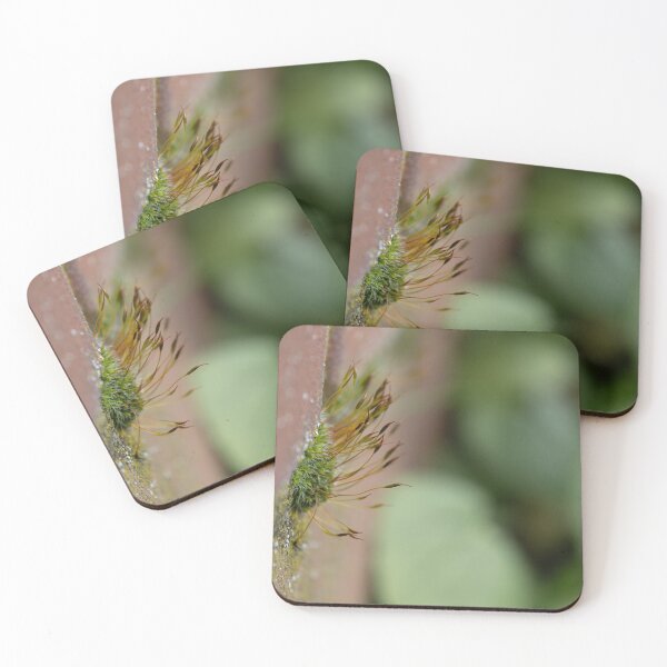 Item preview, Moss designed and sold by Calidris Fotografie Steffi & Ben Köppler.