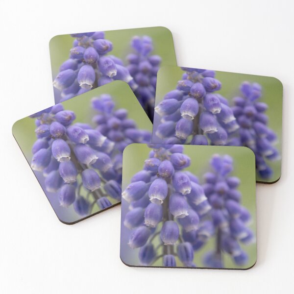 Item preview, Grape hyacinth designed and sold by Calidris Fotografie Steffi & Ben Köppler.