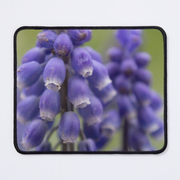 Item preview, Grape hyacinth designed and sold by Calidris Fotografie Steffi & Ben Köppler.