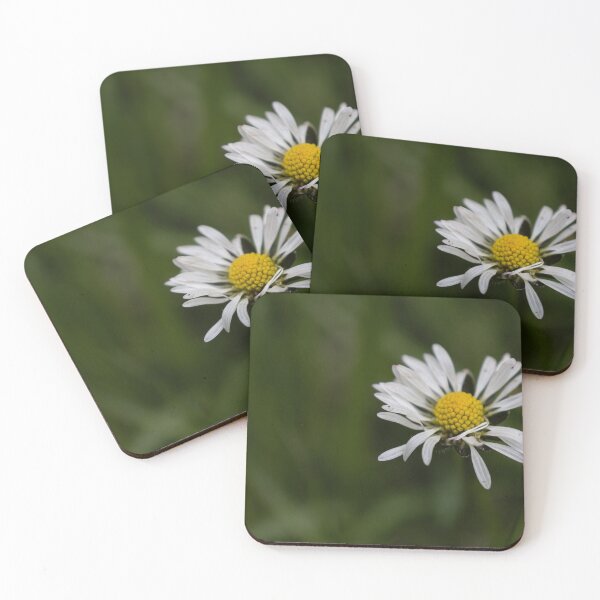 Item preview, Daisy designed and sold by Calidris Fotografie Steffi & Ben Köppler.