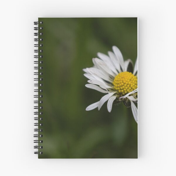 Item preview, Daisy designed and sold by Calidris Fotografie Steffi & Ben Köppler.