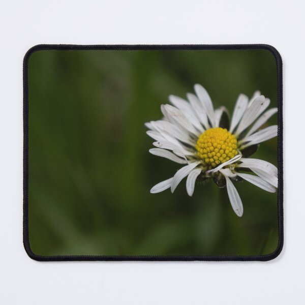 Item preview, Daisy designed and sold by Calidris Fotografie Steffi & Ben Köppler.
