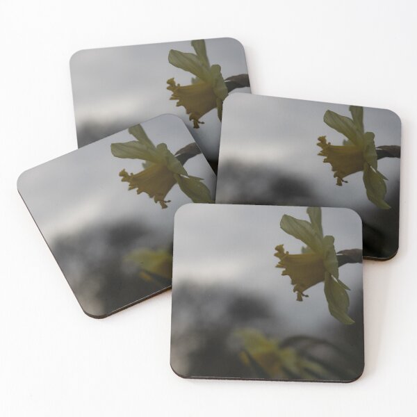 Item preview, Daffodil designed and sold by Calidris Fotografie Steffi & Ben Köppler.