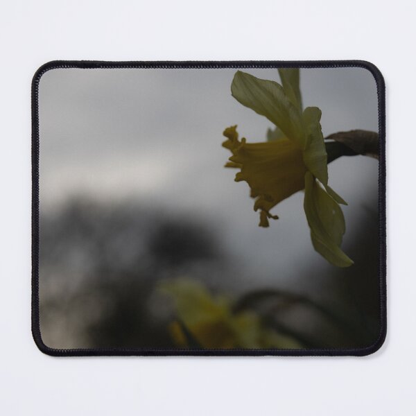Item preview, Daffodil designed and sold by Calidris Fotografie Steffi & Ben Köppler.