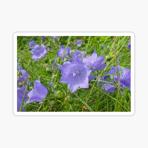 Aperçu de l'œuvre Une émeute de campanules Glockenblumen Clochettes Campanula rotundifolia créée et vendue par hullstuff.
