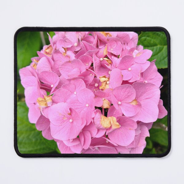 Item preview, A Dash of Hydrangeas designed and sold by SCTBUFFALOPHOTO.