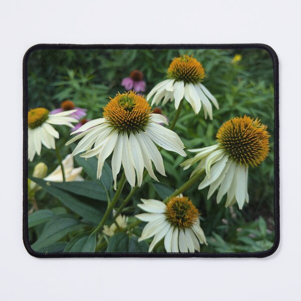 Item preview, Purple Coneflowers, White Form designed and sold by Betty Mackey.