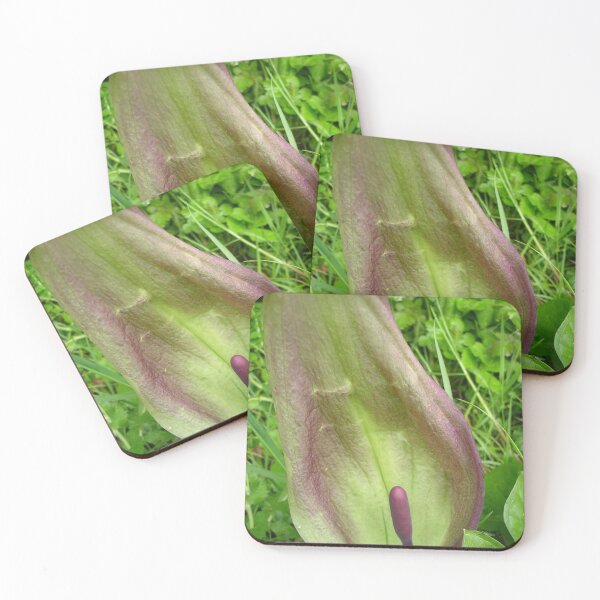 Item preview, Cuckoo Pint - Arum maculatum designed and sold by lezvee.