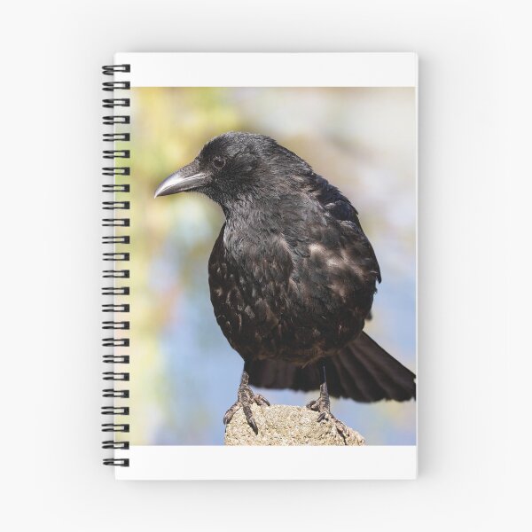 Item preview, Cute carrion crow designed and sold by kavohh707.