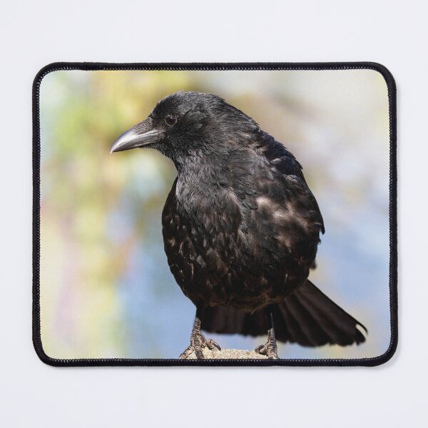 Item preview, Cute carrion crow designed and sold by kavohh707.