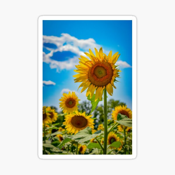 Jersey Sunflowers Sticker