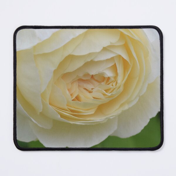Item preview, Close up of a pale yellow rose.  designed and sold by CatherineMoore4.