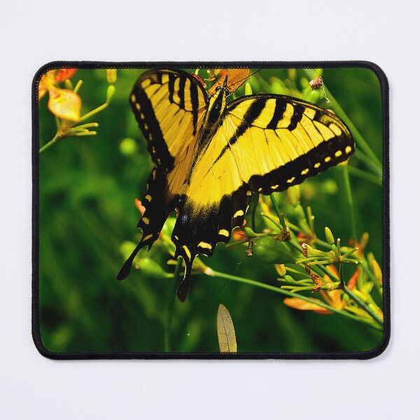 Item preview, Eastern Swallowtail Butterfly designed and sold by MercerImages.