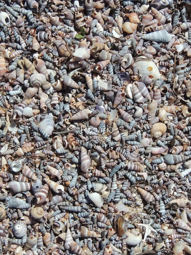 Thumbnail 4 of 4, Samsung Galaxy Phone Case, Shells, Shells, Shells....... designed and sold by Rosaria.