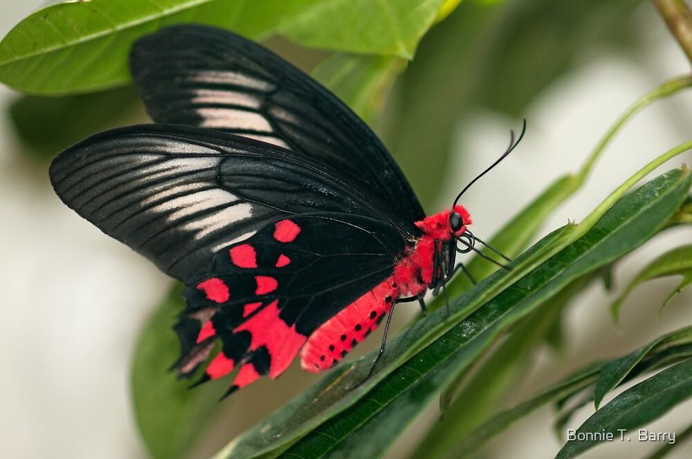 "Papilionidae - Atrophaneura semperi" by Bonnie T. Barry 