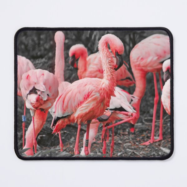 Item preview, Exotic Flamingo Birds Photo designed and sold by Bunmigraphics .