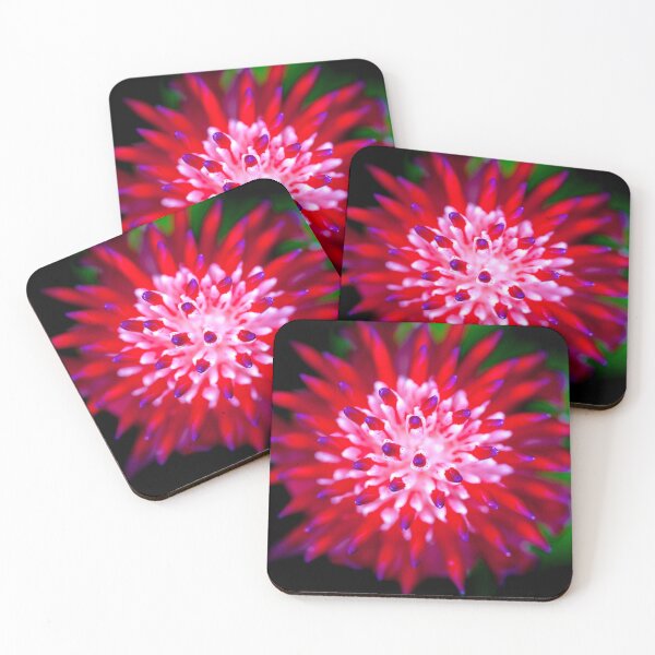 Item preview, Flowering Bromeliads Red Guzmania X108 designed and sold by RichFrancoCars.
