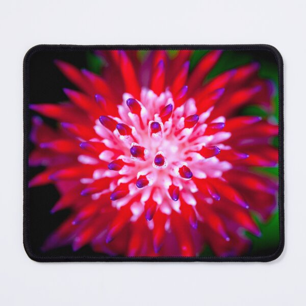 Item preview, Flowering Bromeliads Red Guzmania X108 designed and sold by RichFrancoCars.