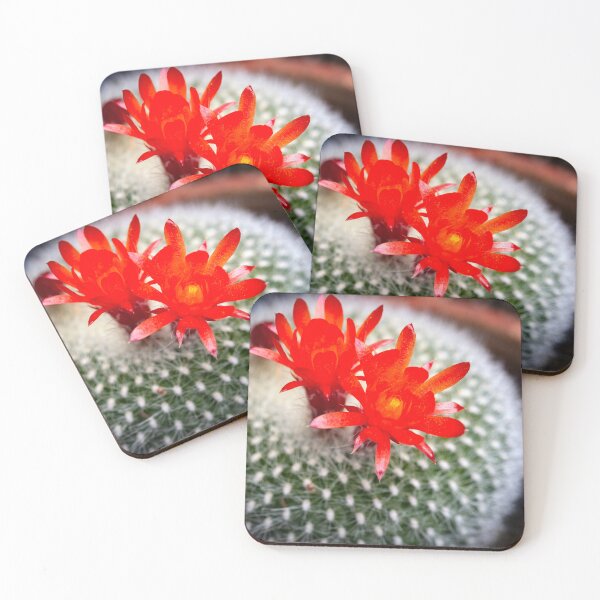 Item preview, Barrel Cactus Echinocactus Grusonii Red Blossom X100 designed and sold by RichFrancoCars.