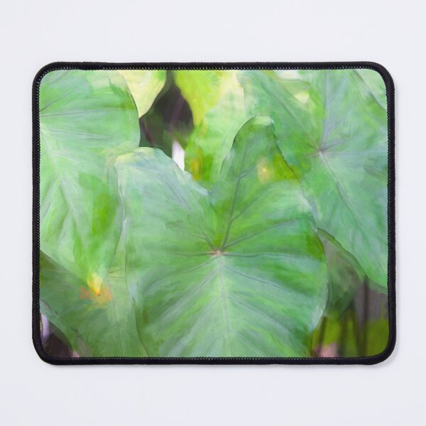 Item preview, Elephant Ear Plant Colocasia Bok Tower X100 designed and sold by RichFrancoCars.