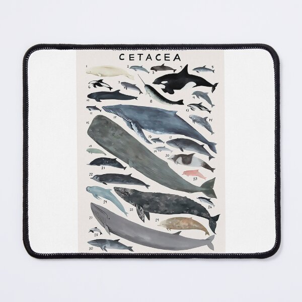 Item preview, Order Cetacea designed and sold by PatronesKawai.