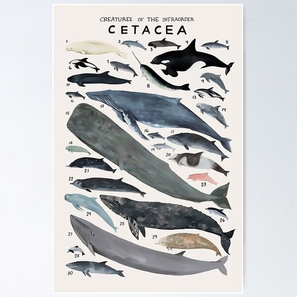 Artikel-Vorschau von Bestellen Sie Cetacea, designt und verkauft von PatronesKawai.