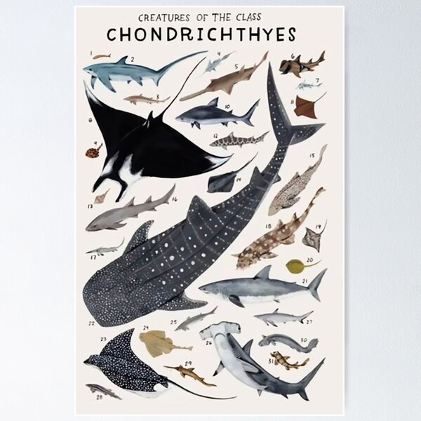 Item preview, Bestellen Sie Chondrichthyes designed and sold by PatronesKawai.