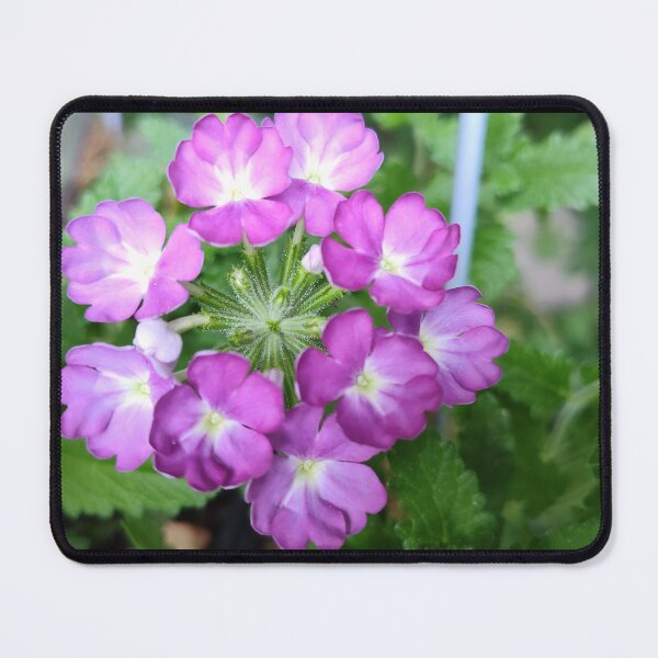 Item preview, Violet Verbanas designed and sold by SCTBUFFALOPHOTO.