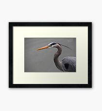 Blue Heron Framed Print