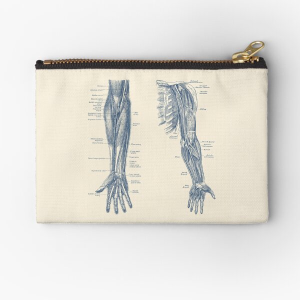 Item preview, Arm and Hand Diagram - Dual View - Vintage Anatomy designed and sold by VAposters.