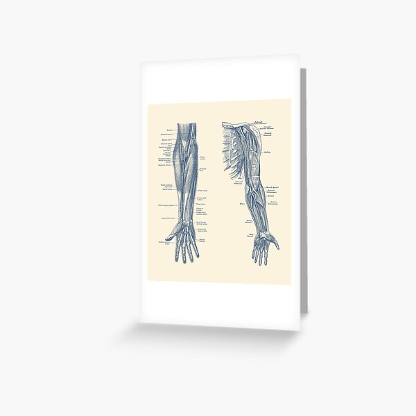 Item preview, Arm and Hand Diagram - Dual View - Vintage Anatomy designed and sold by VAposters.