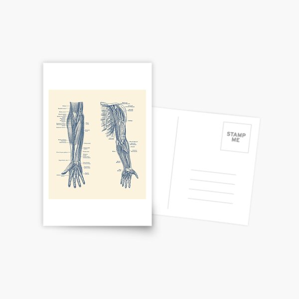 Item preview, Arm and Hand Diagram - Dual View - Vintage Anatomy designed and sold by VAposters.