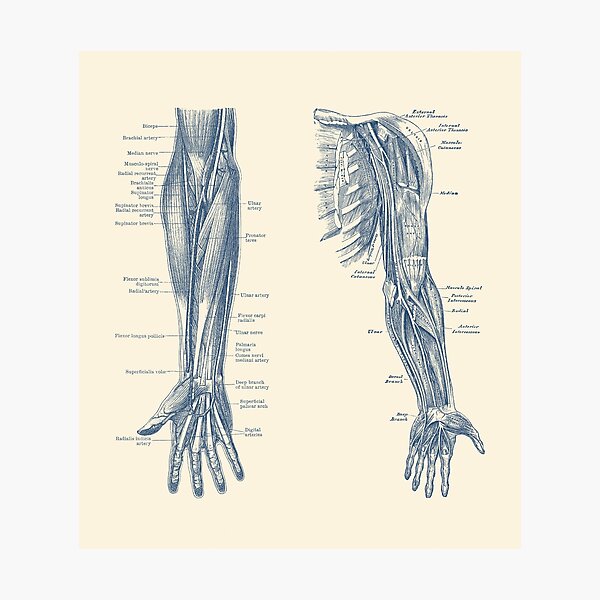 Aperçu de l'œuvre Diagramme bras et main - Dual View - Anatomie Vintage créée et vendue par VAposters.
