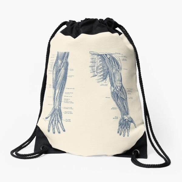 Item preview, Arm and Hand Diagram - Dual View - Vintage Anatomy designed and sold by VAposters.