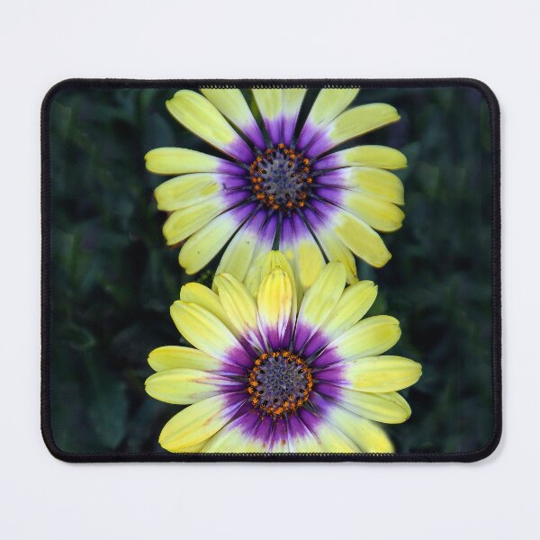 Item preview, Dazzling Daisies designed and sold by heatherfriedman.