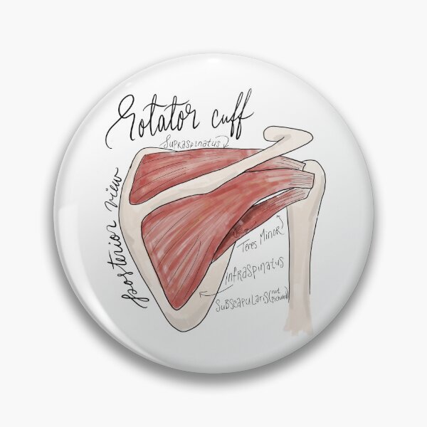 Item preview, Rotator Cuff Posterior View Anatomy Diagram designed and sold by stellaerosae.