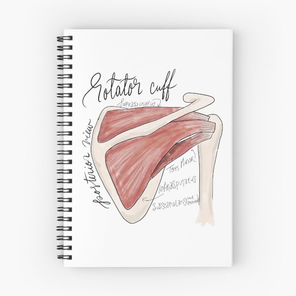 Item preview, Rotator Cuff Posterior View Anatomy Diagram designed and sold by stellaerosae.