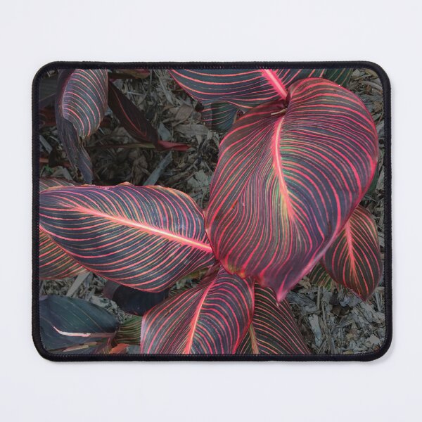 Item preview, Canna Tropicanna designed and sold by TonyCrehan.
