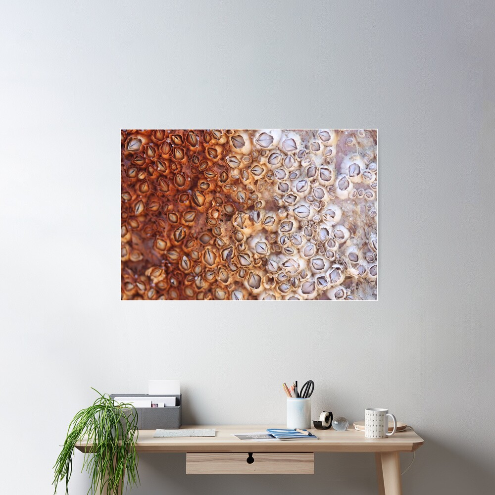 Barnacles Covered in Rust - 2018 Poster
