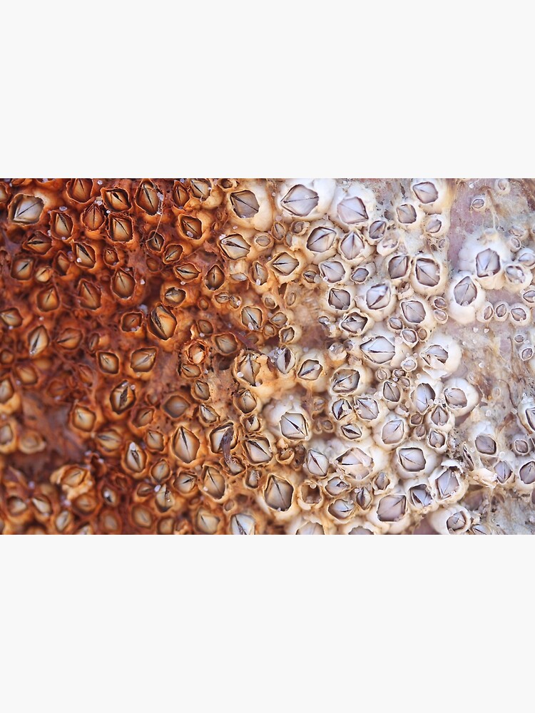 Barnacles Covered in Rust - 2018 by gwennpaints